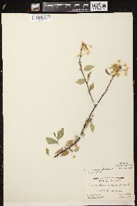 Prunus pensylvanica image