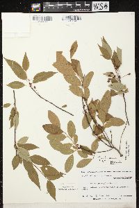 Prunus pensylvanica image