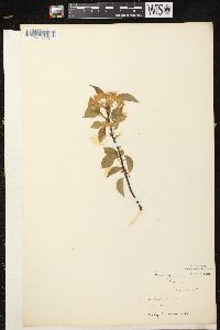 Prunus pensylvanica image