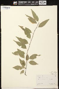 Prunus pensylvanica image