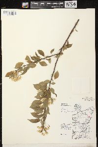 Prunus pensylvanica image