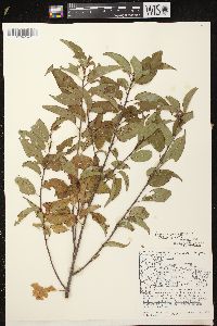 Prunus pensylvanica image