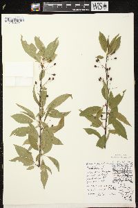 Prunus pensylvanica image