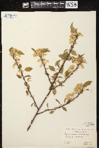 Prunus pensylvanica image