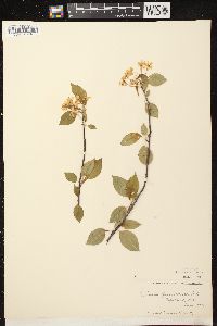 Prunus pensylvanica image