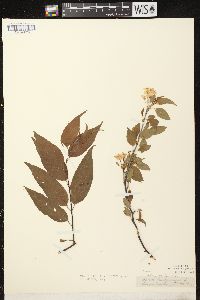 Prunus pensylvanica image