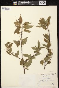 Prunus pensylvanica image