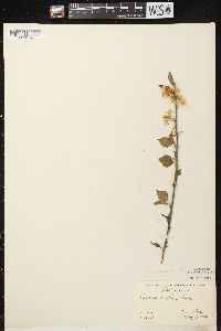 Prunus pensylvanica image