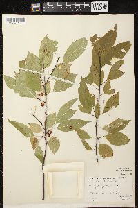 Prunus pensylvanica image