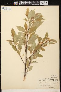 Prunus pensylvanica image