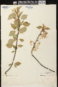 Prunus pensylvanica image