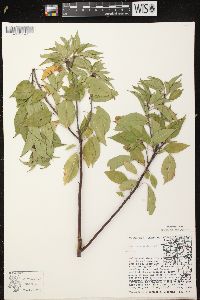 Prunus pensylvanica image