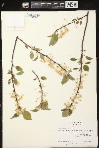 Prunus pensylvanica image