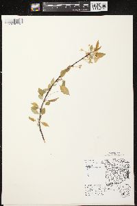 Prunus pensylvanica image