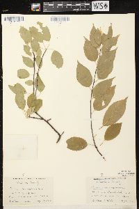 Prunus pensylvanica image