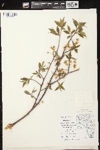 Prunus pensylvanica image