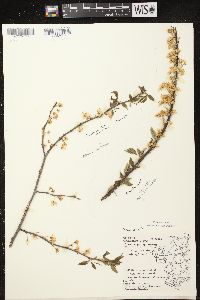 Prunus pensylvanica image