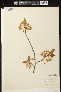 Prunus pensylvanica image