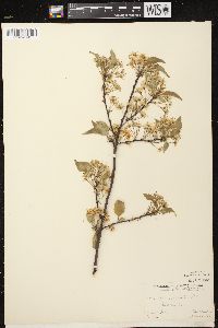 Prunus pensylvanica image