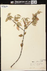 Prunus pensylvanica image