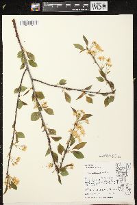 Prunus pensylvanica image