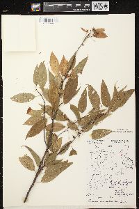 Prunus pensylvanica image