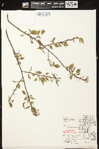 Prunus pensylvanica image