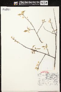 Prunus pensylvanica image