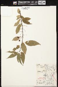 Prunus pensylvanica image