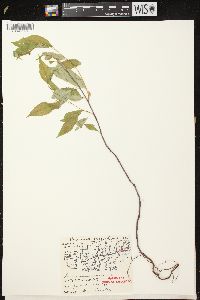 Prunus pensylvanica image