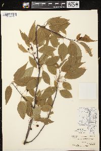 Prunus pensylvanica image