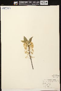 Prunus pensylvanica image