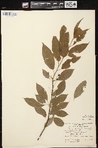 Prunus pensylvanica image