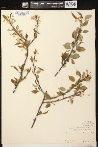 Prunus pensylvanica image