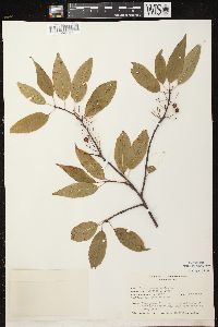 Prunus pensylvanica image