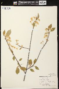 Prunus pensylvanica image