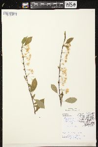 Prunus pensylvanica image