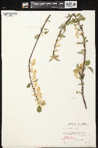 Prunus pensylvanica image
