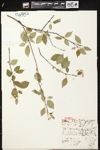 Prunus pensylvanica image