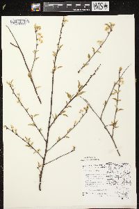 Prunus pensylvanica image