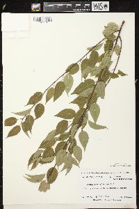 Prunus pensylvanica image