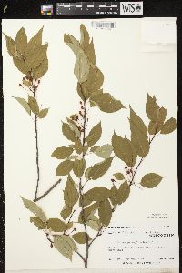 Prunus pensylvanica image