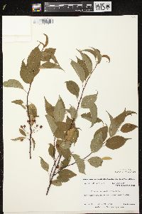 Prunus pensylvanica image