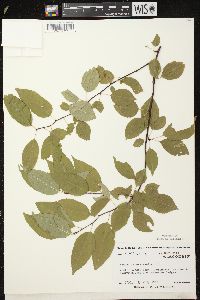 Prunus pensylvanica image