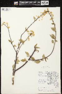 Prunus pensylvanica image