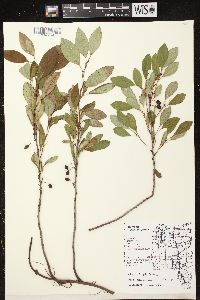 Prunus pumila image