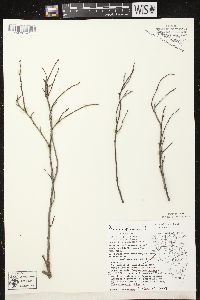 Prunus pumila image