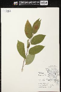 Prunus serotina var. serotina image