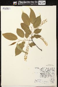 Prunus serotina var. serotina image