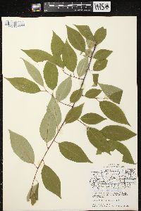 Prunus serotina var. serotina image